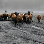 Farmers rescue cattle from exposure to the dust in Iceland